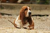 BASSET HOUND 132